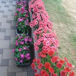 Pansion Ljubica Pensión