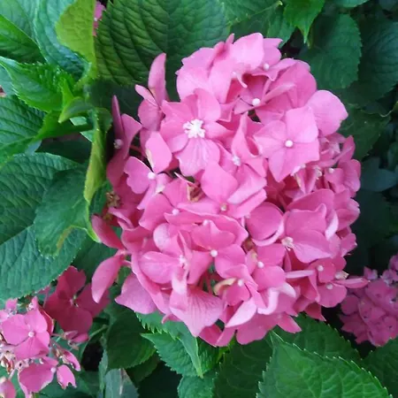 Гостевой дом Pansion Ljubica