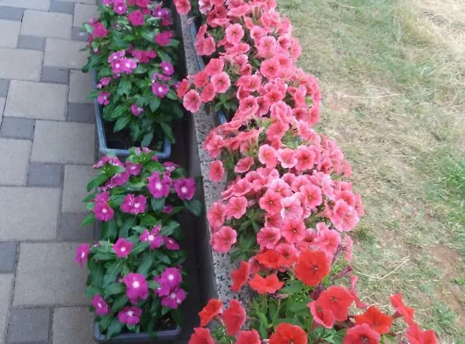 Pansion Ljubica Pensión